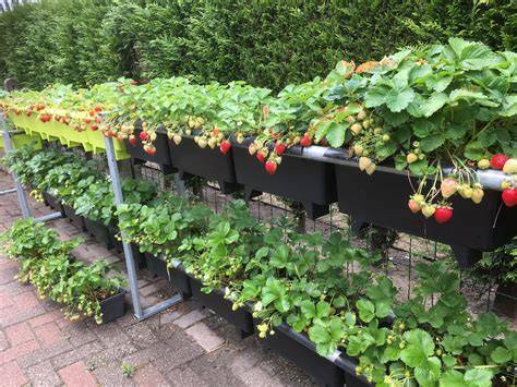 Foto van een horizontale buissysteem met aardbeien