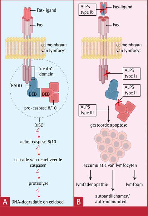 Schematische weergave van het “nat-in-nat” lijmproces