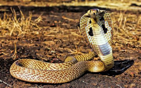 Afbeelding van King Cobra knopen en D-ringen