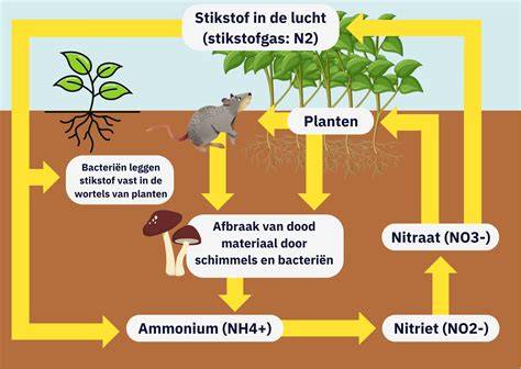Infografiek: Substraten zonder aarde en hun eigenschappen
