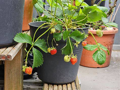 Foto: Aardbeien in potten naast een regenton