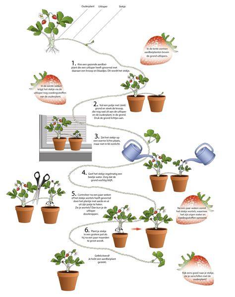 Infographic: Voedingsschema voor hydroculturele aardbeien