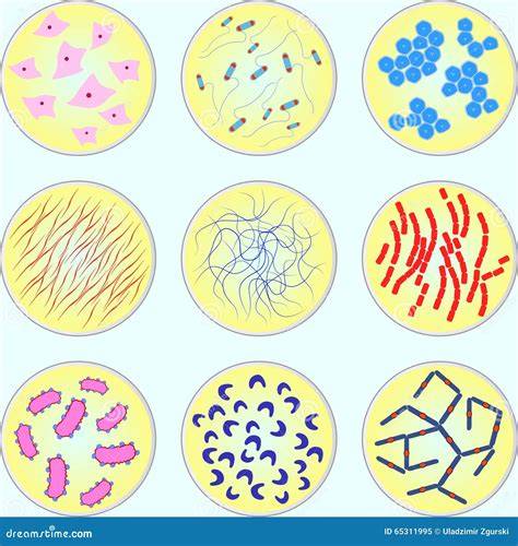 Illustratie: overdracht van bacteriën op verschillende oppervlakken