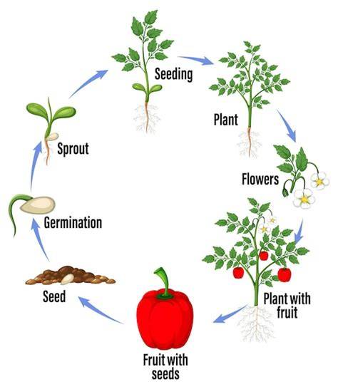 Diagram: levenscyclus uitvoerig belicht