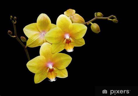 Close-up van gele bloemen tegen een zwarte achtergrond