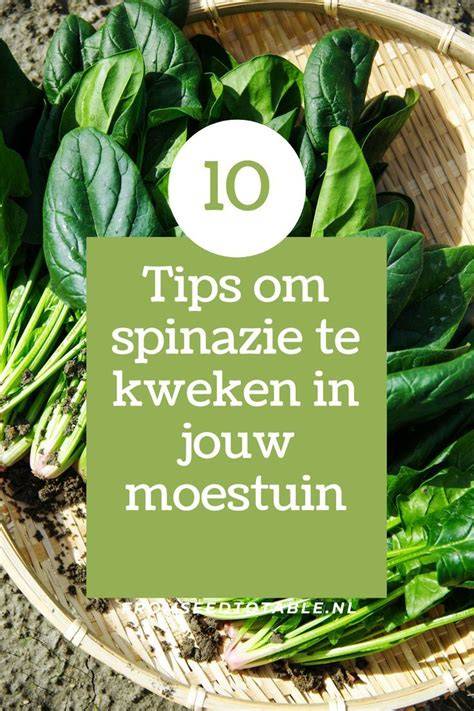 Infographic: Stappenplan kweken van paksoi (uitleg over zaaien, uitdunnen, en oogsten)