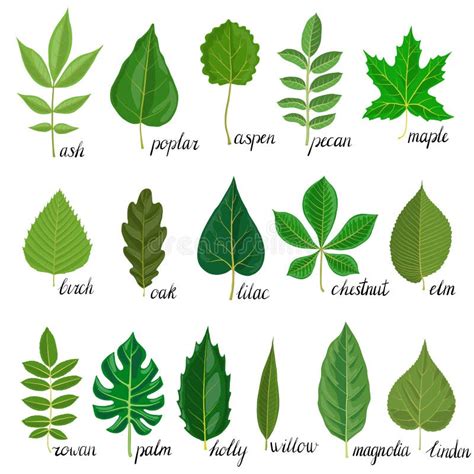 Groene botanische en natuurinspiratie illustratie infographic: diverse bladeren en plantenmotieven die in tienerbehang gebruikt kunnen worden