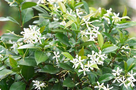 Top-11 wintergroene klimplanten illustratie