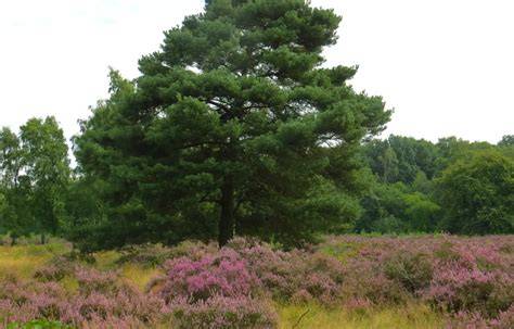 Infographic: Overzichtelijke vergelijking van privacyoplossingen (klimplant, vlechtband, bomen, struiken, pergola, parasol) en bijbehorende eigenschappen