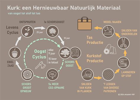 Infographic: anatomie van kurk en productieproces