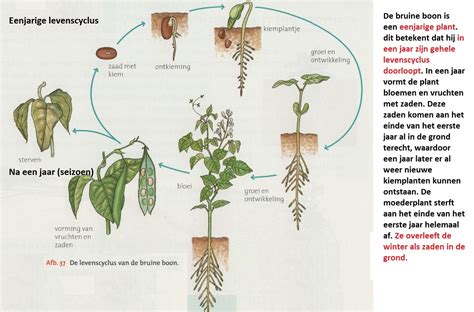 Diagram: levenscyclus van kurk van oogst tot recycling