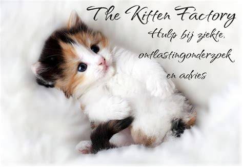 Infographic: stappenplan voor het kitten over een oude laag