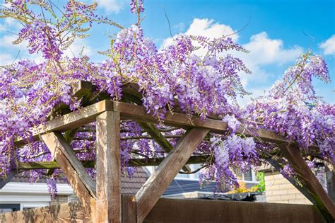 Infografiek: Leiding en ondersteuning van Blauwe Regen langs een pergola
