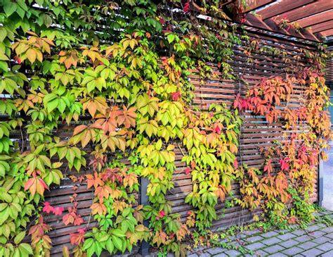Gids voor het kiezen en plaatsen van klimplanten langs muur of schutting