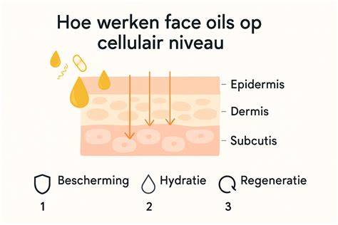 Infographic: driepuntssluiting, werking en bestanddelen