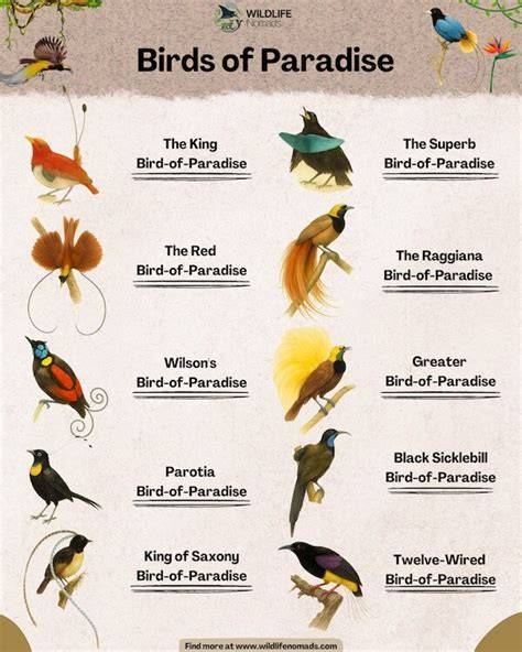 Infographic: Birds in Paradise - kenmerken, dessins, kleuren en materialen