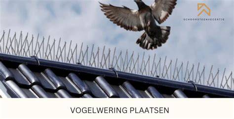 Infographic: Soorten vogelwering en waar ze geplaatst worden
