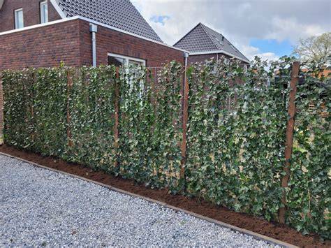 Beeld van een kant-en-klare klimop schutting in verschillende hoogtes