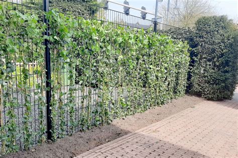 Diagram: plantenafstand en bevestiging van Hedera tegen een gaashekwerk