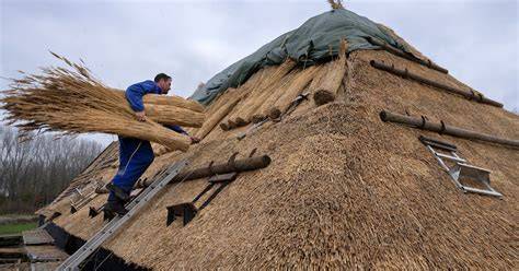 Foto: Rietdekker aan het werk op een hoog dak