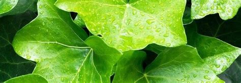 Voorbeeldafbeelding: overzicht van verschillende Hedera soorten langs een witte schutting