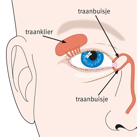 Diagram van het traansysteem, inclusief traanklieren, traanbuisjes en neus.
