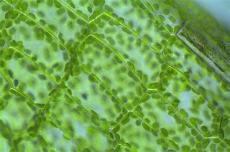 Microscopische beelden van verschillende soorten tranen.