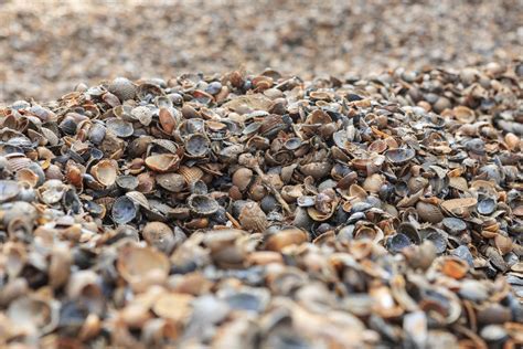 ISOCHIPS en schelpen isolatie