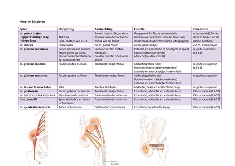 Infographic: anatomie van de bilspieren en beste isolatie-oefeningen