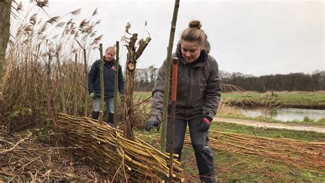 Voorbeeld van lijnoliebehandeling op wilgentenen