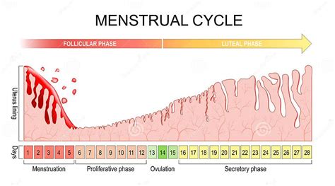 Infographic: Cyclische veranderingen van cervixslijm doorheen de maand