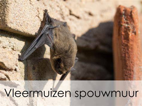 eDNA-onderzoeksproces voor vleermuizen in spouwmuur