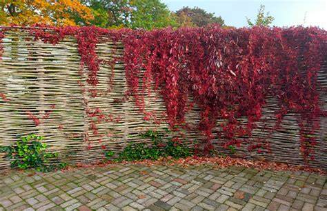 Klimplanten tegen wilgentenen scherm