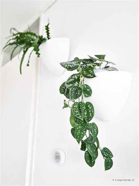 Foto van 10 makkelijke hangplanten voor binnen