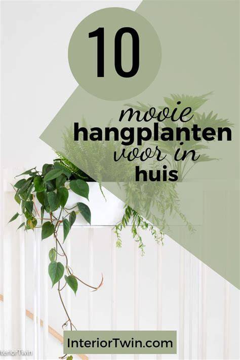 Infographic: verzorgingspunten hangplanten