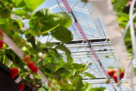 Schema: drie varianten eb-en-vloedsystemen in de Nederlandse tuinbouw