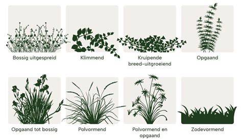 Diagram: PDT-gedoogbeleid en kweekregels (5 planten grens)