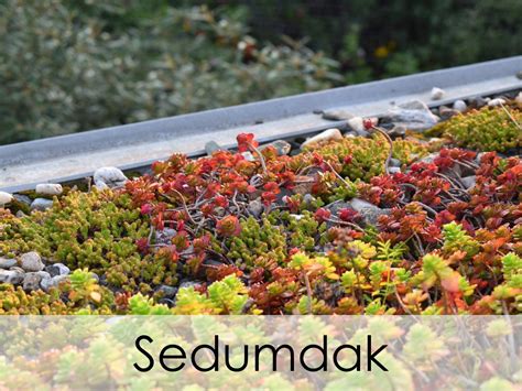 Diagram: voor- en nadelen vergelijking sedumdak vs traditioneel dak