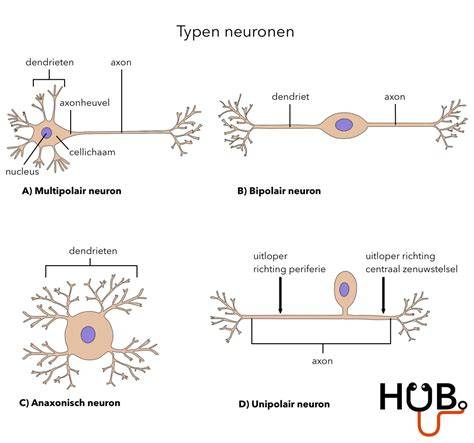 Infographic: Typen serres en hun kenmerken