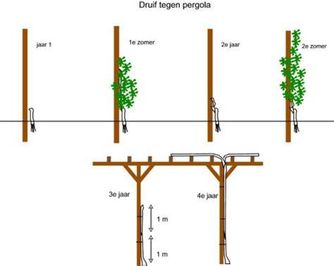 Infographic: palmet geleiding van druiven langs muur of pergola