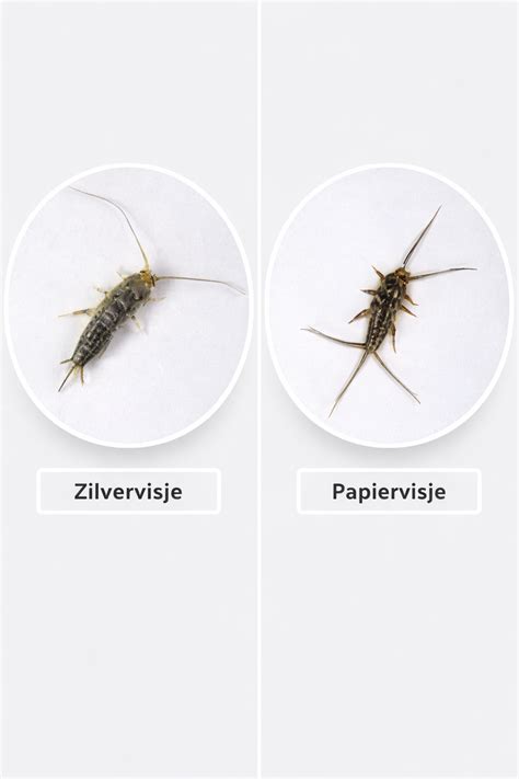 Infographic: Leefomstandigheden van papiervisjes, zilvervisjes en stofluizen