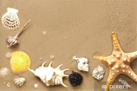Fotobehang met zeesterren en schelpen op zacht verwijderbare achtergrond, ideaal voor een rustgevende strandachtige sfeer in de babykamer.