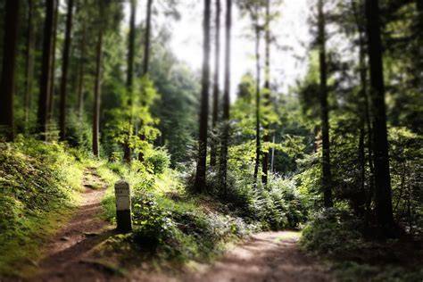 Foto: Reginasee in bosrijke omgeving