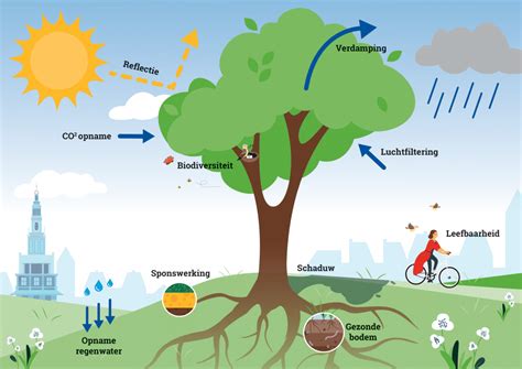 Infographic die de milieuvoordelen van groendaken toont (CO2-opname, waterbuffering, isolatie).