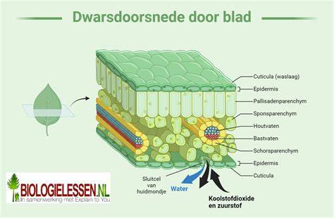 Diagram van betonnen blad met uitdroging en porositeit
