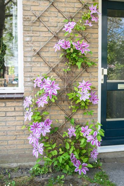 Foto van een bloeiende clematis tegen een gevel