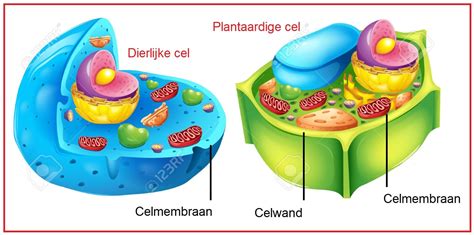 Infographic: Basisbouwstenen van dierlijke en plantaardige cellen