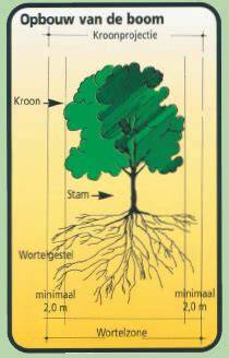 Infographic: wortelzone en kroonprojectie rondom een boom