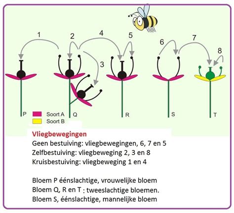 Schematische weergave van de groei en bestuiving van sopropo in een kasomgeving.