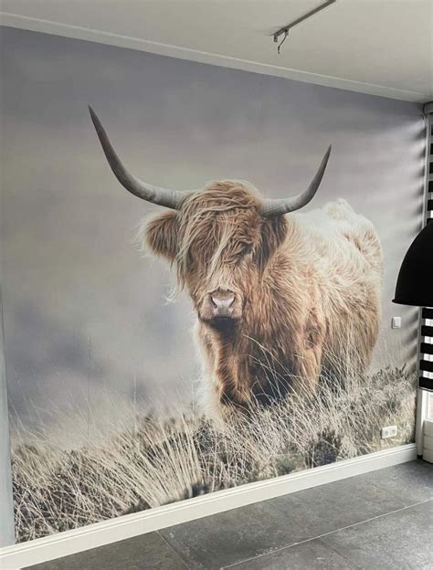 Beeld van Schotse hooglanders op zwart-wit fotobehang als sfeervolle eetkamermuur